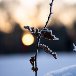 Natur Makro Wandbild Zweig einer Rotbuche im Frost von Tatjana Prawitz