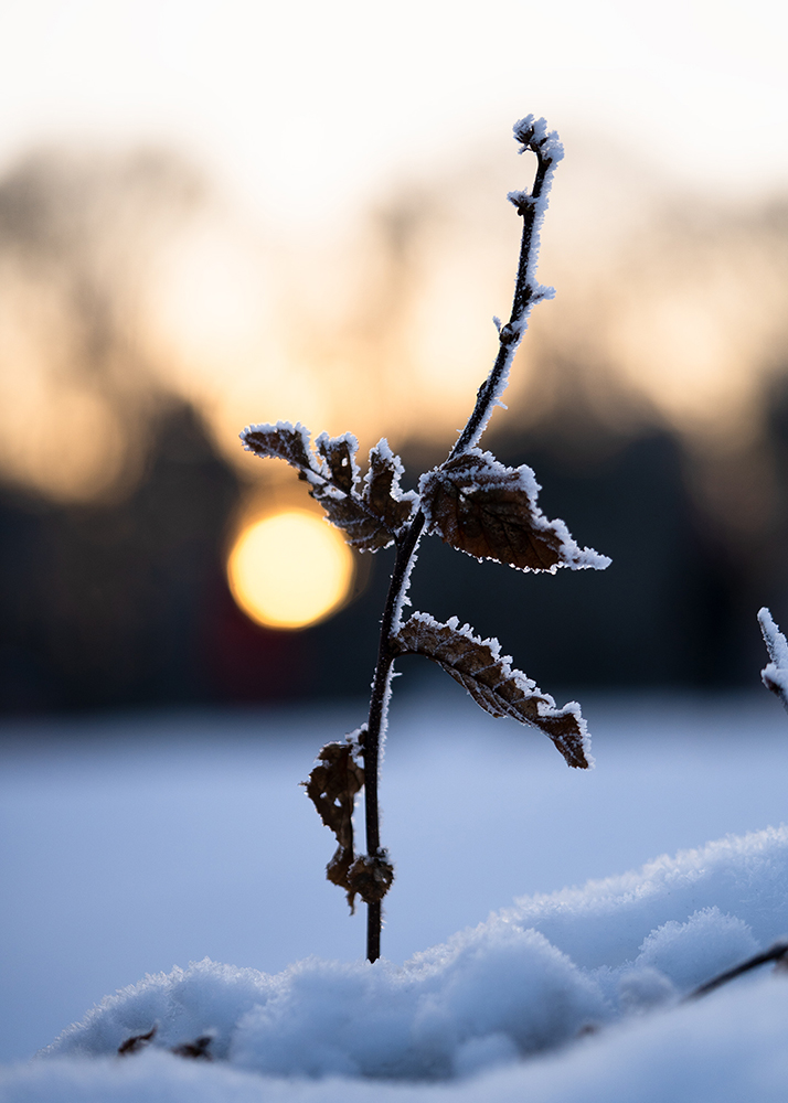 Natur Makro Wandbild Zweig einer Rotbuche im Frost von Tatjana Prawitz