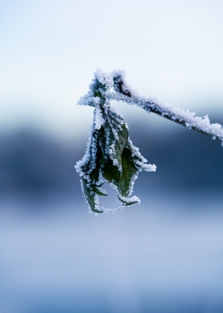 Natur Makro Blätter im Frost Foto von Tatjana Prawitz