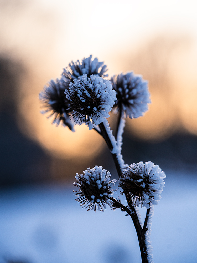 Natur Makro Große Klette im Frost Foto von Tatjana Prawitz