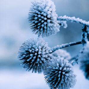 Natur Makro Wandbild Große Klette im Frost von Tatjana Prawitz