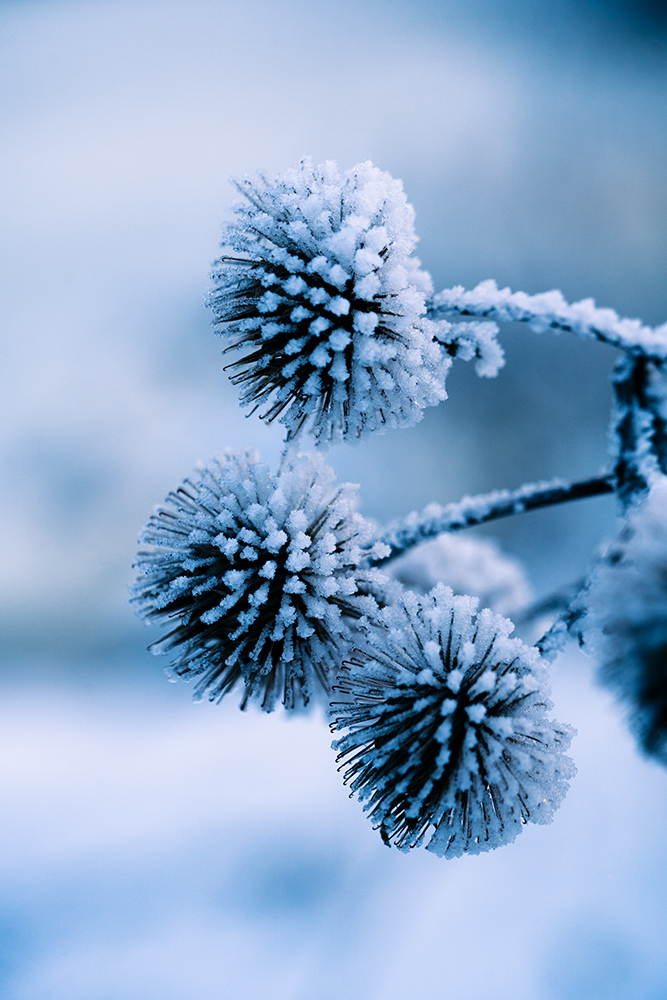 Natur Makro Wandbild Große Klette im Frost von Tatjana Prawitz