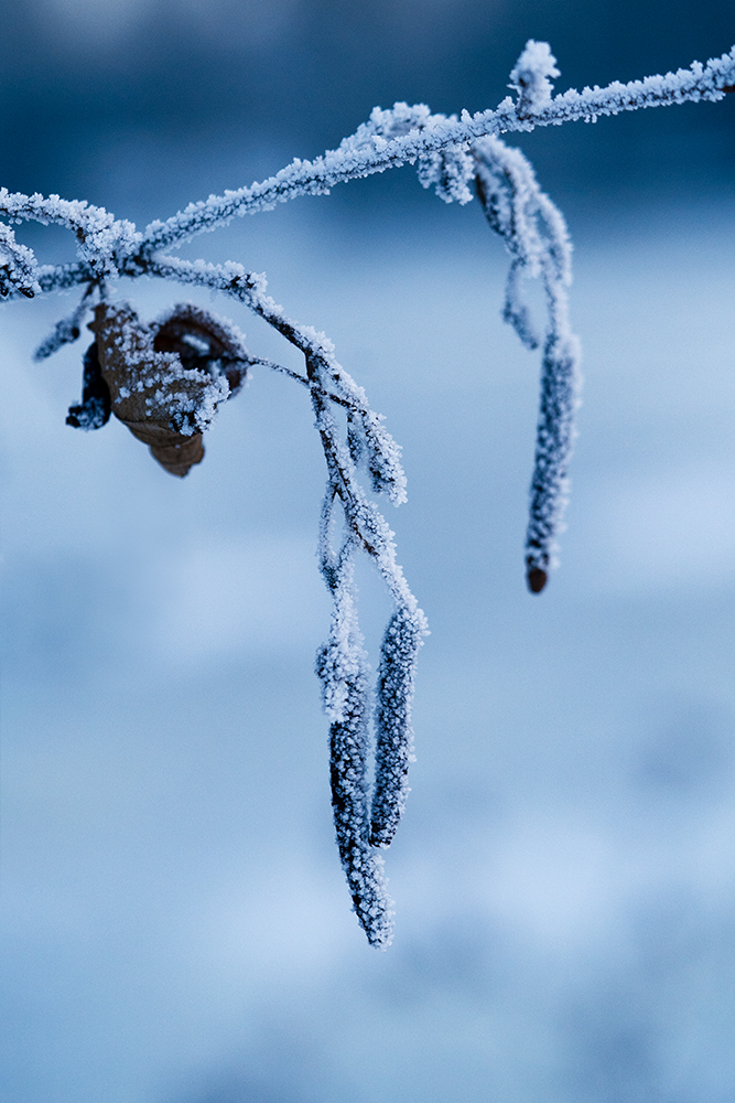 Natur Makro Schwarz-Erle im Frost Foto von Tatjana Prawitz
