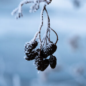 Natur Makro Wandbild Früchte der Schwarz-Erle im Frost von Tatjana Prawitz