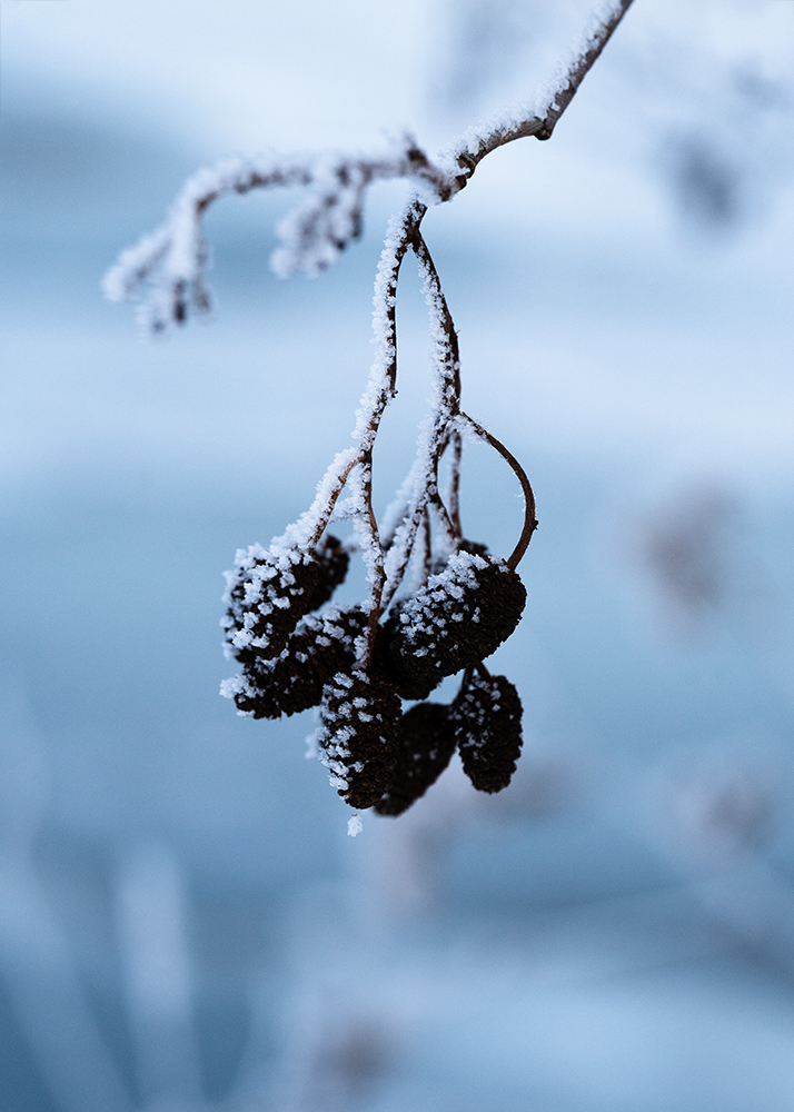 Natur Makro Wandbild Früchte der Schwarz-Erle im Frost von Tatjana Prawitz