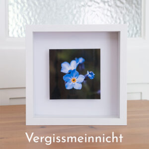 Blumenbild Vergissmeinnicht im Objektrahmen von Tatjana Prawitz