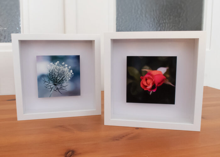 Blumen Bilder Objektrahmen kaufen von Tatjana Prawitz