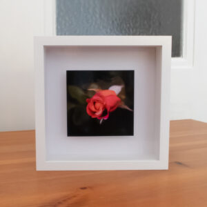 Blumen Bilder Objektrahmen kaufen von Tatjana Prawitz Motiv Rote Rose