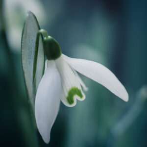Moody Blumen Wandbild Schneeglöckchen von Tatjana Prawitz
