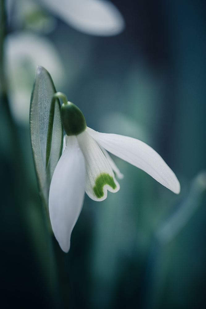 Moody Blumen Wandbild Schneeglöckchen von Tatjana Prawitz