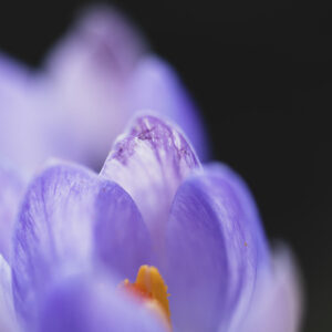 Moody Blumen Wandbild Lilafarbener Krokus von Tatjana Prawitz