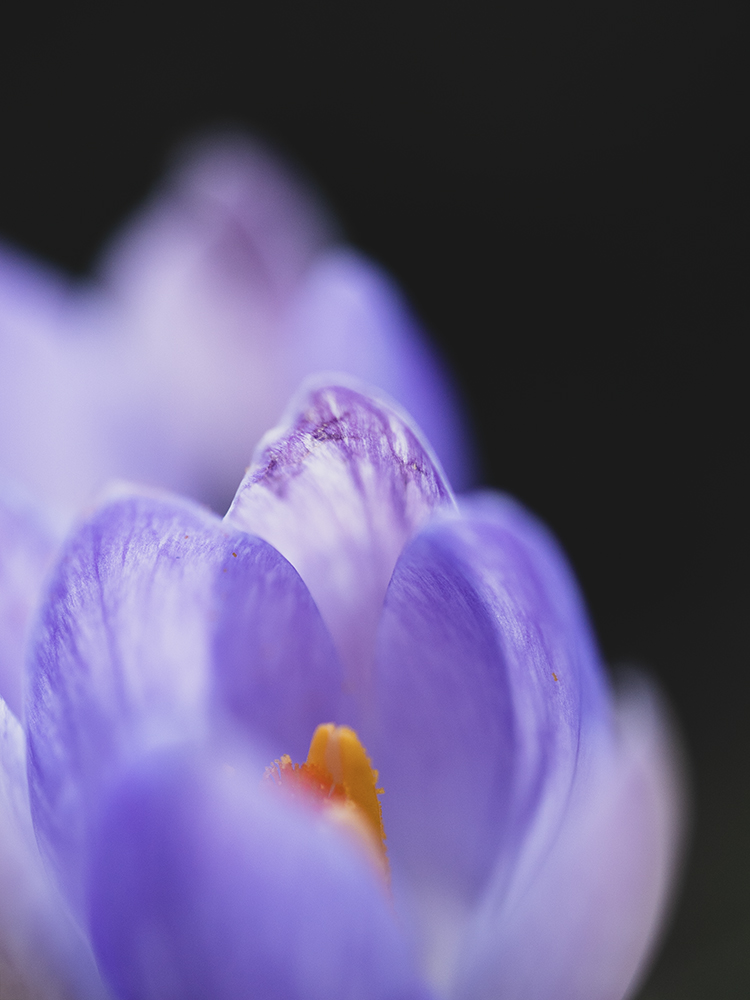 Moody Blumen Wandbild Lilafarbener Krokus von Tatjana Prawitz
