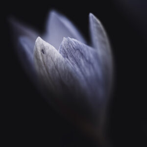 Moody Blumen Wandbild Lilafarbener Krokus von Tatjana Prawitz