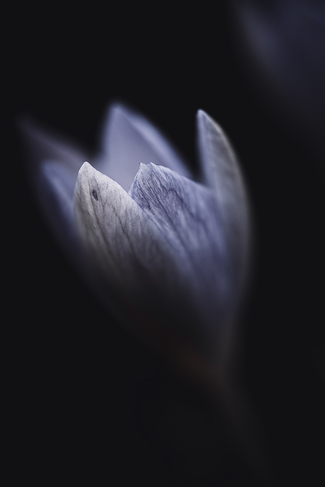 Moody Blumen Wandbild Lilafarbener Krokus von Tatjana Prawitz