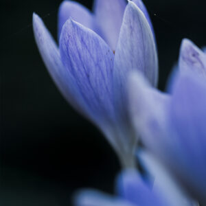 Moody Blumen Wandbild Lilafarbener Krokus von Tatjana Prawitz