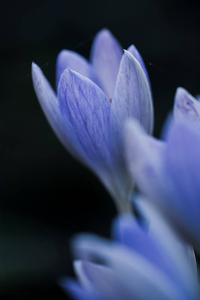 Moody Blumen Wandbild Lilafarbener Krokus von Tatjana Prawitz