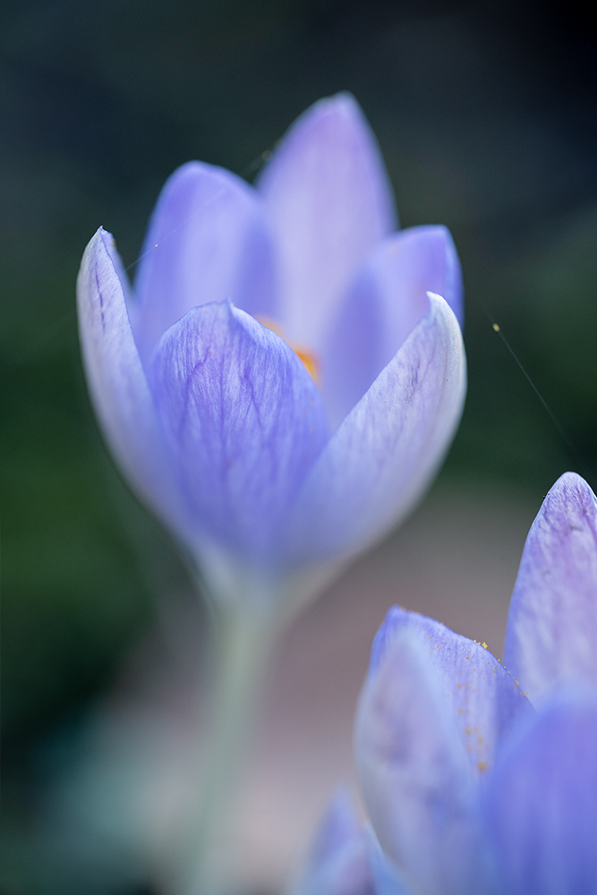 Blumen Wandbild Lilafarbener Krokus von Tatjana Prawitz