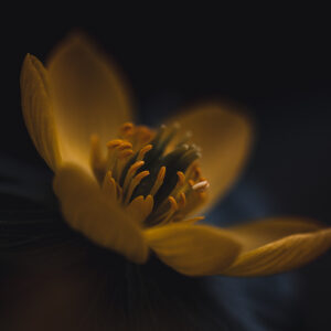 Moody Blumen Wandbild Gelber Winterling von Tatjana Prawitz
