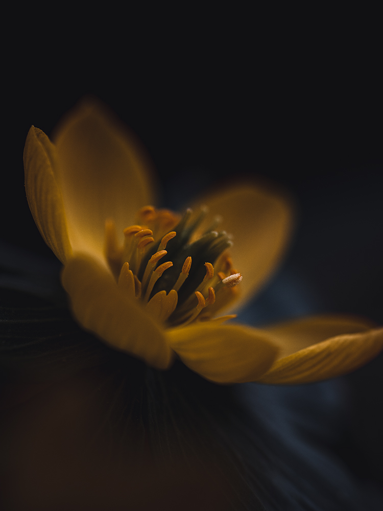 Moody Blumen Wandbild Gelber Winterling von Tatjana Prawitz
