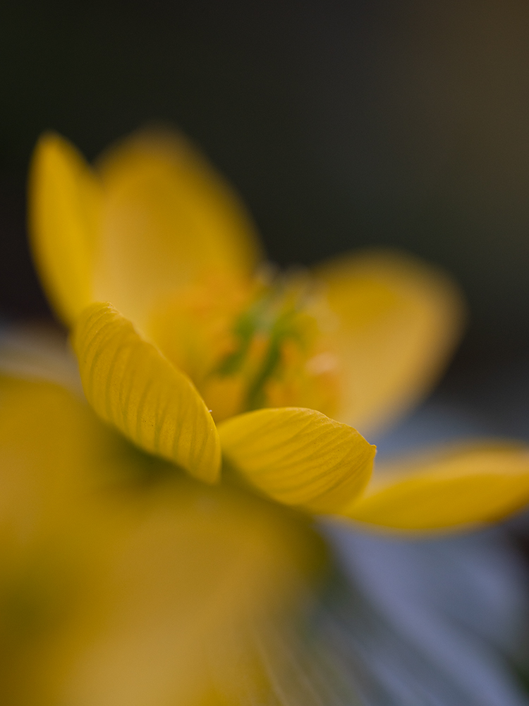 Blumen Wandbild Gelber Winterling von Tatjana Prawitz