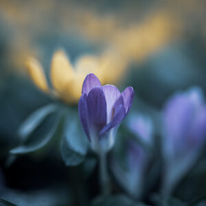 Moody Blumen Wandbild Lilafarbener Krokus und Gelber Winterling von Tatjana Prawitz