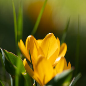 Blumen Wandbild Gelber Krokus von Tatjana Prawitz