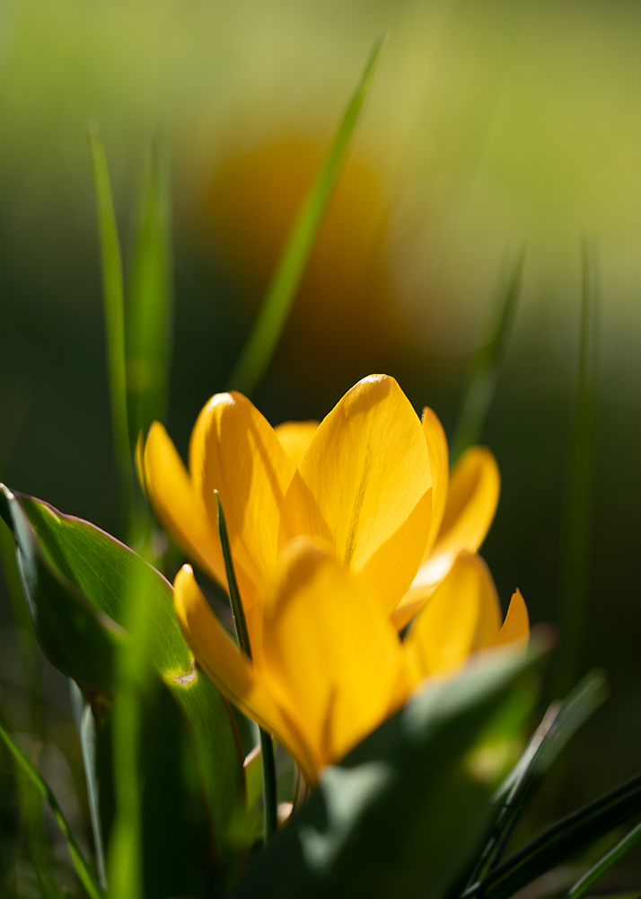 Blumen Wandbild Gelber Krokus von Tatjana Prawitz