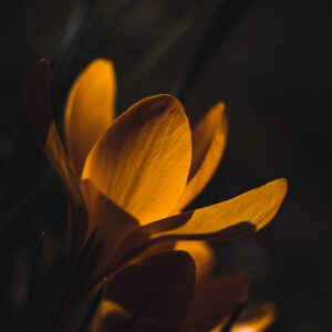 Moody Blumen Wandbild Gelber Krokus von Tatjana Prawitz