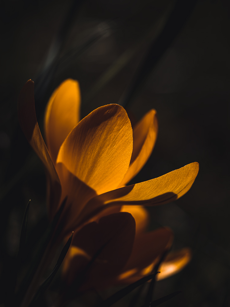 Moody Blumen Wandbild Gelber Krokus von Tatjana Prawitz