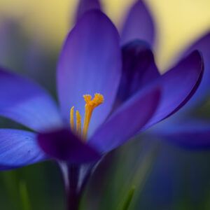 Blumen Wandbild Blauer Krokus von Tatjana Prawitz