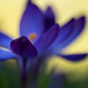 Blumen Wandbild Blauer Krokus von Tatjana Prawitz