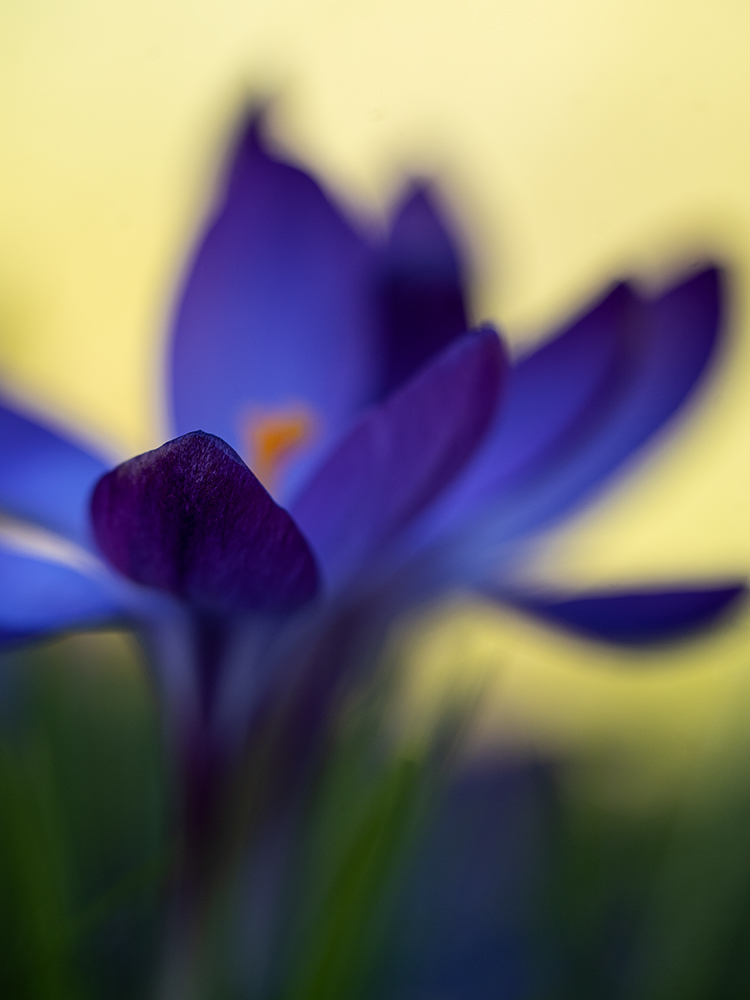 Blumen Wandbild Blauer Krokus von Tatjana Prawitz