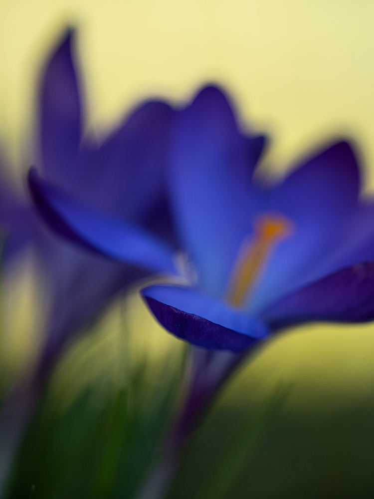 Blumen Blauer Krokus Foto von Tatjana Prawitz