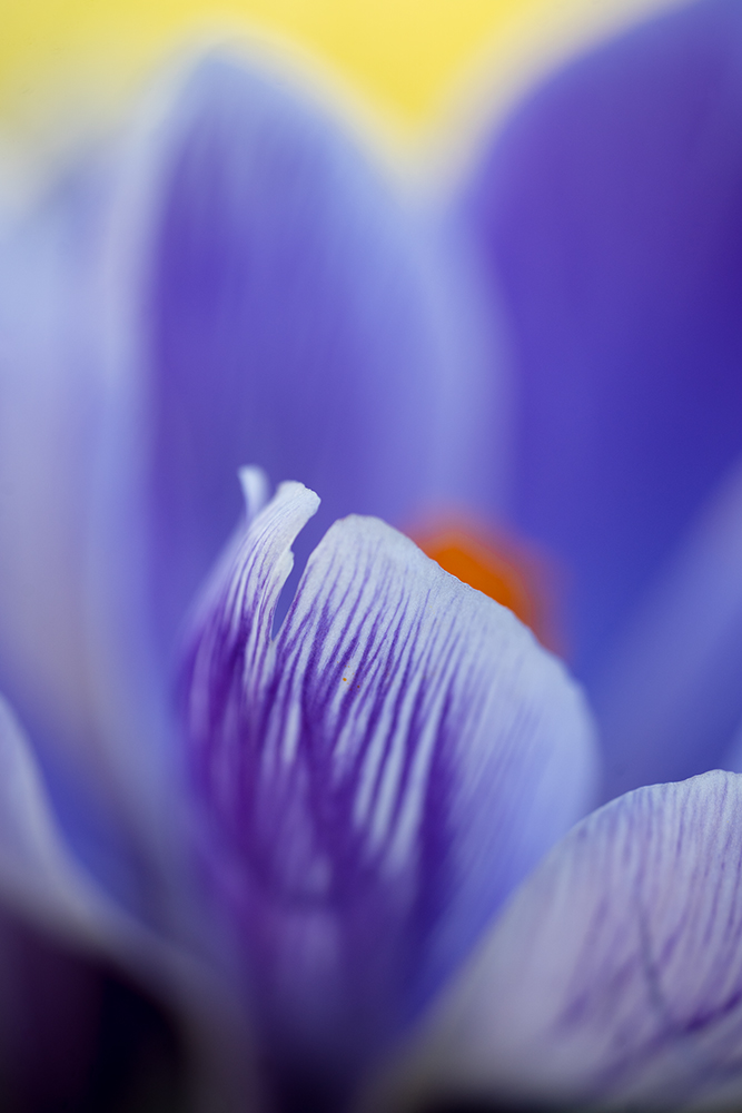 Blumen Wandbild Lilafarbener Krokus von Tatjana Prawitz