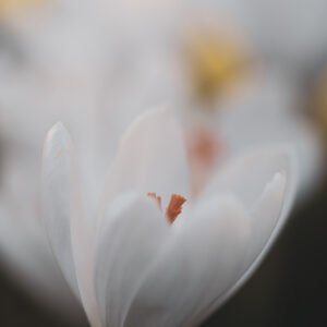 Blumen Wandbild Weißer Krokus von Tatjana Prawitz