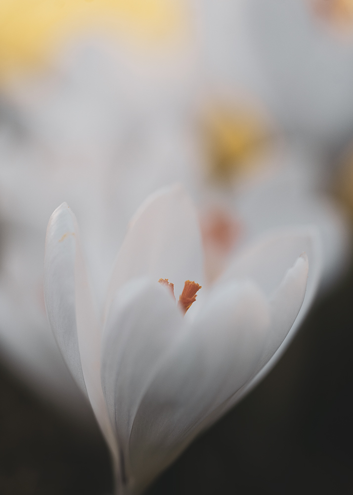 Blumen Wandbild Weißer Krokus von Tatjana Prawitz