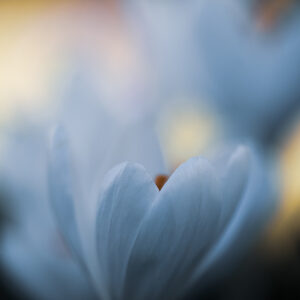 Moody Blumen Wandbild Weißer Krokus von Tatjana Prawitz