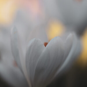 Moody Blumen Wandbild Weißer Krokus von Tatjana Prawitz