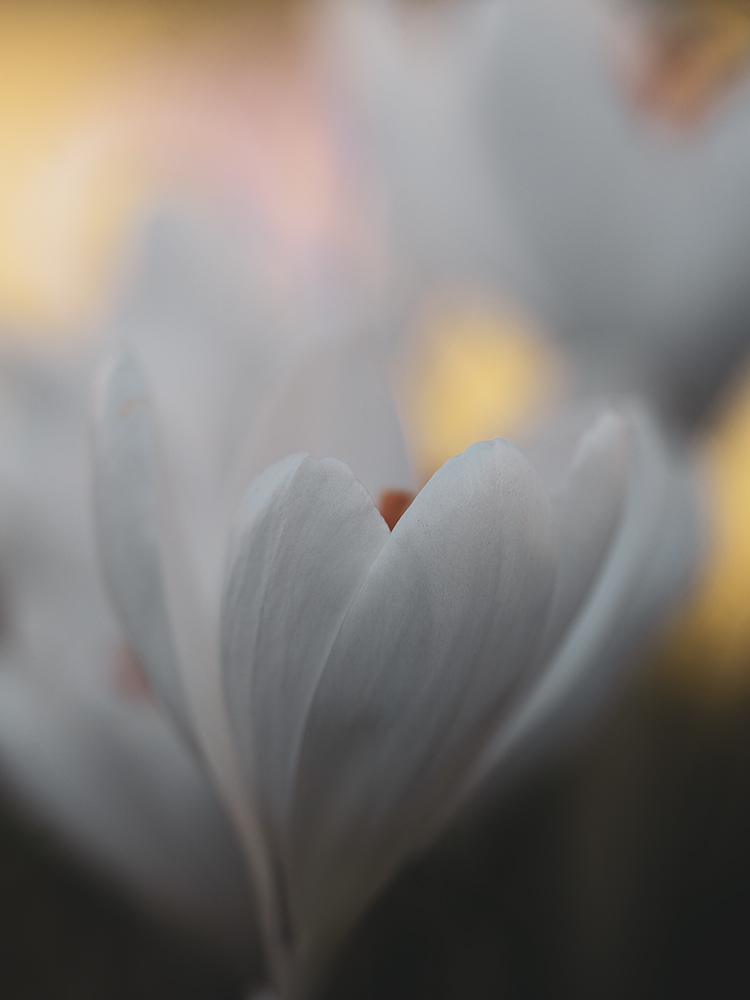 Moody Blumen Wandbild Weißer Krokus von Tatjana Prawitz