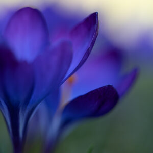 Blumen Wandbild Blauer Krokus von Tatjana Prawitz