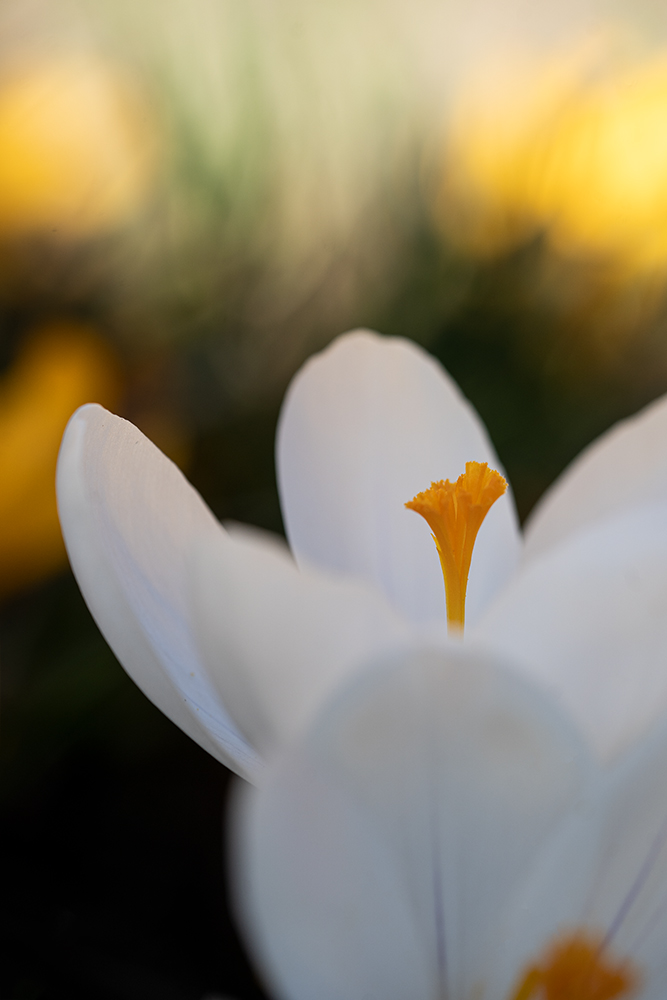 Blumen Wandbild Weißer Krokus von Tatjana Prawitz