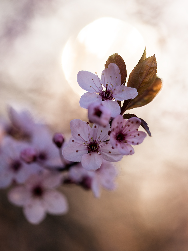 Blumen Wandbild Rosafarbene Japanische Kirschblüten von Tatjana Prawitz