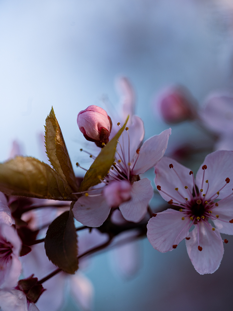 Blumen Wandbild Rosafarbene Japanische Kirschblüten von Tatjana Prawitz