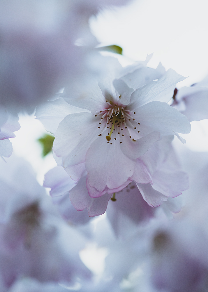 Blumen Wandbild Weiß-rosafarbene Japanische Kirschblüten von Tatjana Prawitz