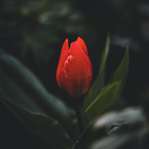 Moody Blumen Wandbild Rote Tulpe von Tatjana Prawitz