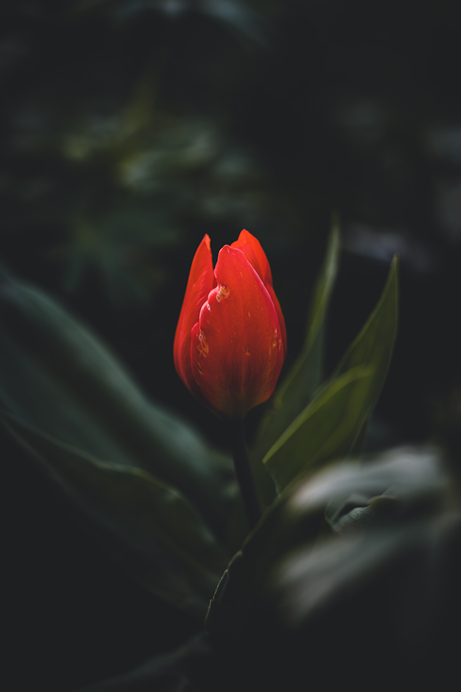 Moody Blumen Wandbild Rote Tulpe von Tatjana Prawitz