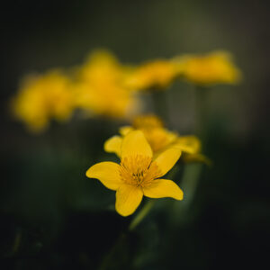 Moody Blumen Wandbild Gelbe Sumpfdotterblume von Tatjana Prawitz