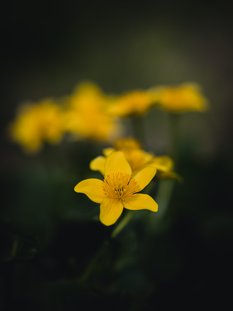Moody Blumen Wandbild Gelbe Sumpfdotterblume von Tatjana Prawitz