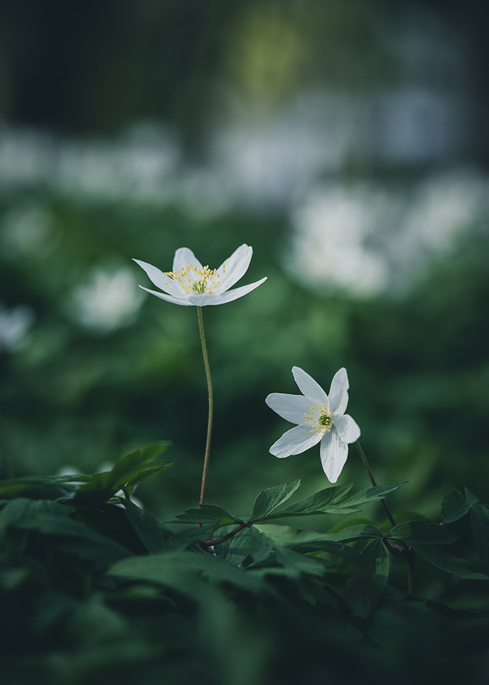 Moody Blumen Wandbild Weiße Buschwindröschen von Tatjana Prawitz