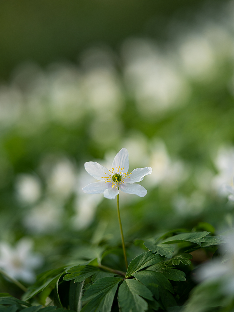 Blumen Weißes Buschwindröschen Foto von Tatjana Prawitz